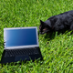 The cat digs it. (Image: Dell Cameron/Gizmodo)